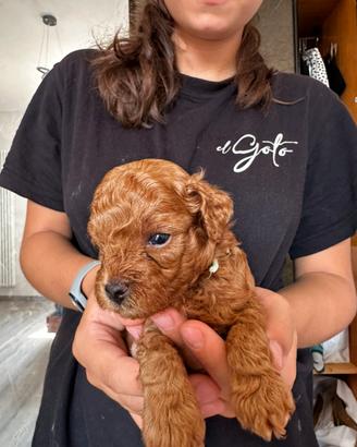 Cuccioli di barboncino