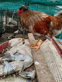 Olive egger legbar silverudd araucana