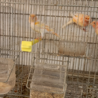 Canarini non selezionati A15 euro la coppia