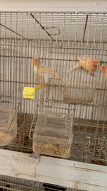 Canarini non selezionati A15 euro la coppia