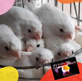 Disponibili canarini