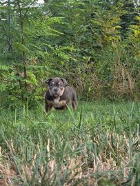 American Bully Cuccioli disponibili abkc 