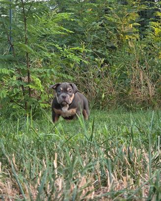 American Bully Cuccioli disponibili abkc 