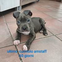 Amstaff maschio