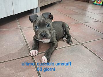 Amstaff maschio