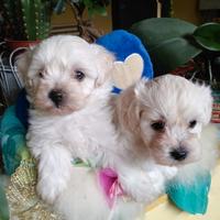 Cuccioli Maltipoo champagne