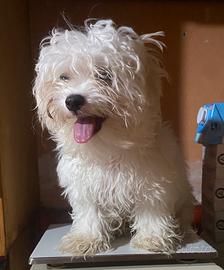 Maltese MiniToy