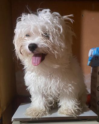 Maltese MiniToy