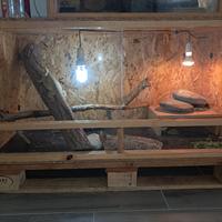 terrario e drago barbuto 
