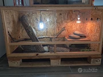 terrario e drago barbuto 