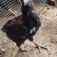 Galletti araucana di 6 mesi oppure
