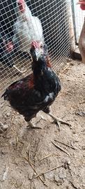 Galletti araucana di 6 mesi oppure