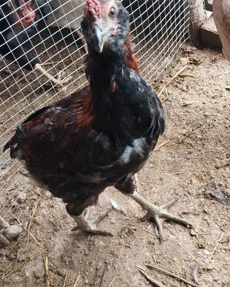 Galletti araucana di 6 mesi oppure