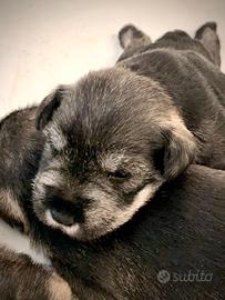 Cuciiolata di schnauzer nani