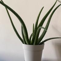 Aloe vera