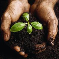 Humus di lombrico maturo