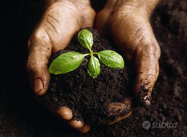 Humus di lombrico maturo