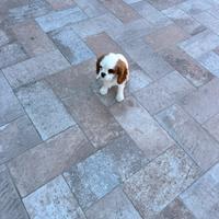 Cucciolo cavalier king con pedigree Enci