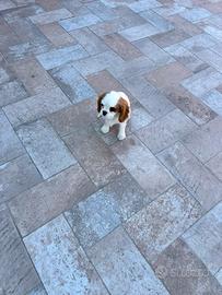 Cucciolo cavalier king con pedigree Enci
