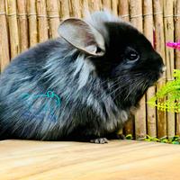 Cincillà Chincilla - Angora Ebony Dark