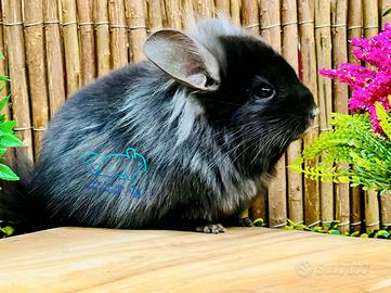 Cincillà Chincilla - Angora Ebony Dark