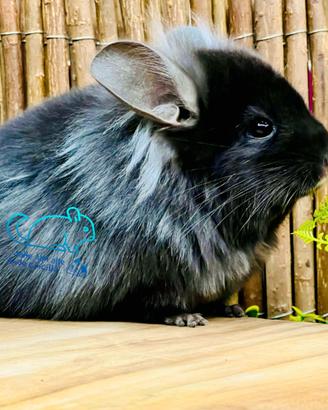 Cincillà Chincilla - Angora Ebony Dark