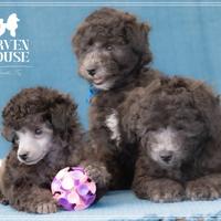 Barboncino Grigio Nano Toy - Cuccioli adorabili