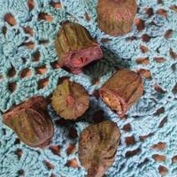 semi e gusci legnosi