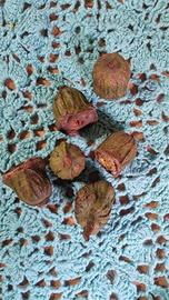 semi e gusci legnosi