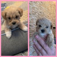 Cuccioli Maltipoo