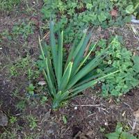 Yucca