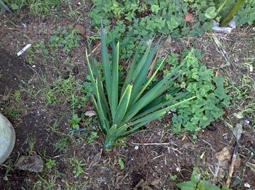 Yucca