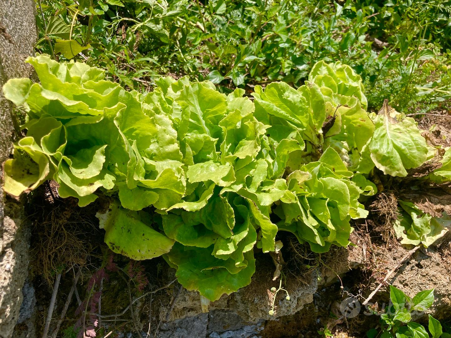 Terreno agricolo di 1450 m² olevano romano (Pozzo) - Vista 4
