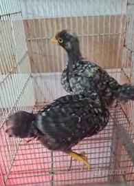 Galline arnamentali