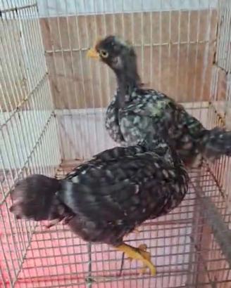 Galline arnamentali
