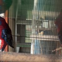 Parrocchetto Rosella di pennant
