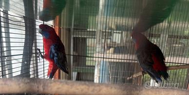 Parrocchetto Rosella di pennant