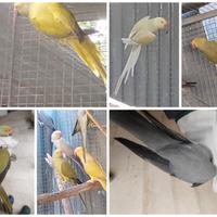 Parrocchetto dal collare