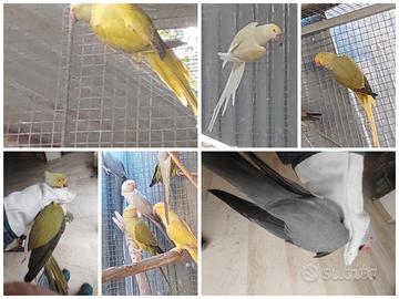 Parrocchetto dal collare