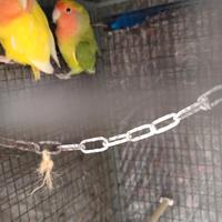 Coppie di inseparabili o singoli