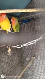 Coppie di inseparabili o singoli