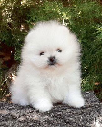 Pomerania toy nano spitz volpino