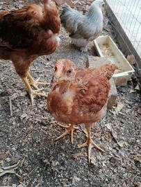 gallina 
