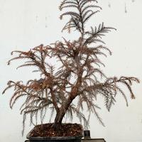 Bonsai Cryptomeria Japonica