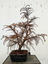 Bonsai Cryptomeria Japonica
