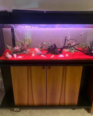 Acquario tropicale 200 litri