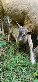 Capretto tibetano