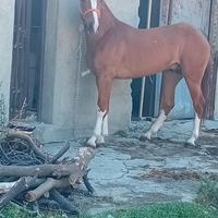 Cavallo