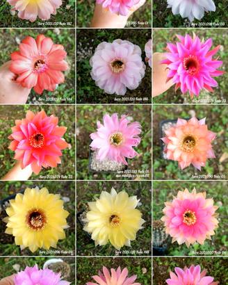 piante grasse echinopsis