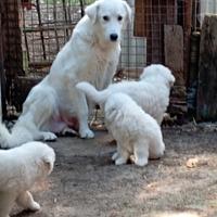 Cuccioli di pastore maremmano